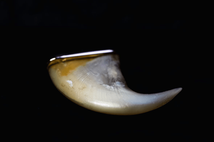 bespoke-jewelry-for-mes A bear claw has been mounted as a pendant for men by jeweler Annette Girardon in Paris. It is made of 18-carat yellow gold.